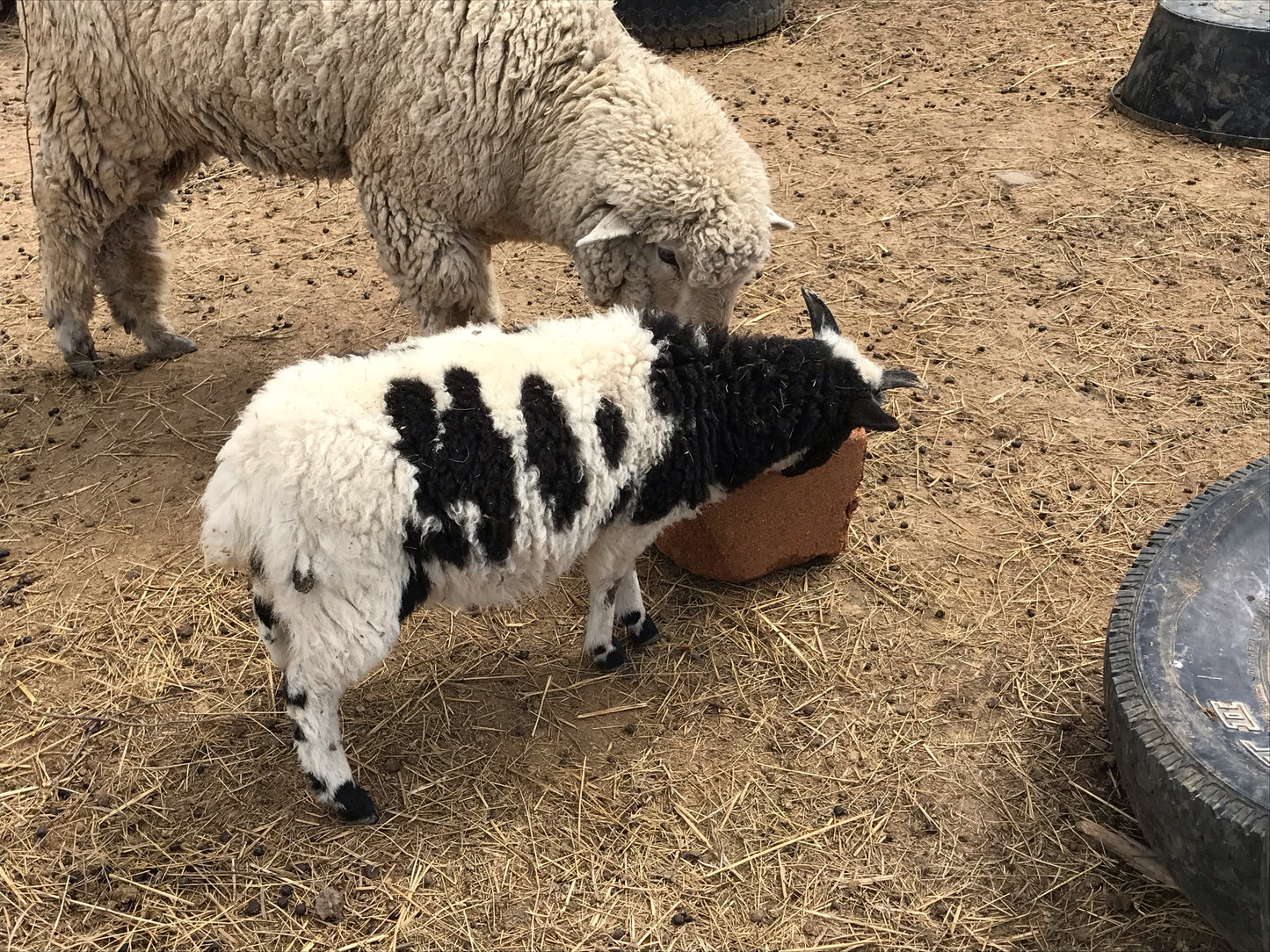 Farm Tours in Hot Springs SD